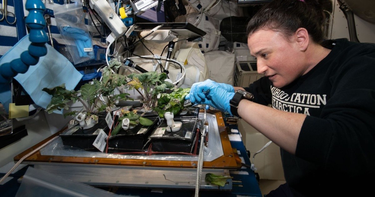NASA: El Advanced Plant Experiment-08 para hacer crecer plantas en el espacio