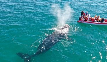 Río Negro abrirá la temporada de avistamiento de fauna marina en el golfo San Matías