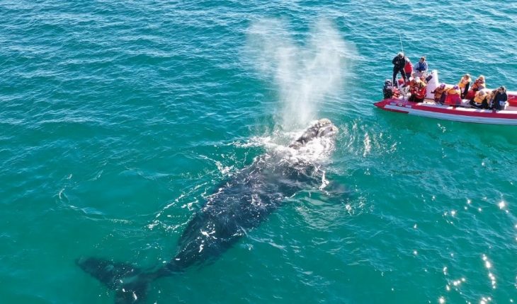 Río Negro abrirá la temporada de avistamiento de fauna marina en el golfo San Matías