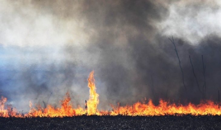 Se registraron focos de incendios forestales en Entre Ríos, Río Negro y Córdoba