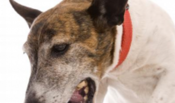 Veterinarios alertan por aumento de casos de «tos de las perreras»