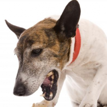 Veterinarios alertan por aumento de casos de «tos de las perreras»