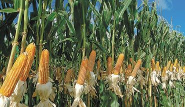 translated from Spanish: For the first time, corn will surpass soybeans as the main crop in Argentina