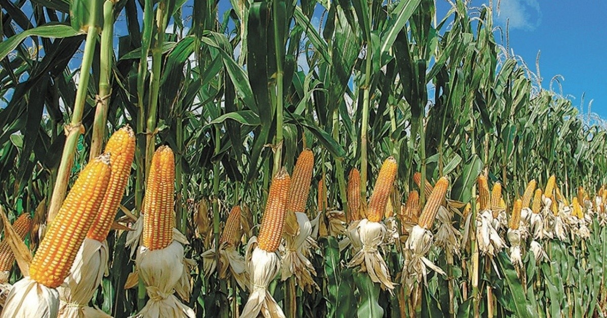 For the first time, corn will surpass soybeans as the main crop in Argentina