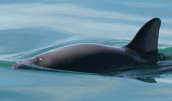 translated from Spanish: “It will be a shame that Mexico has let the vaquita go extinct”