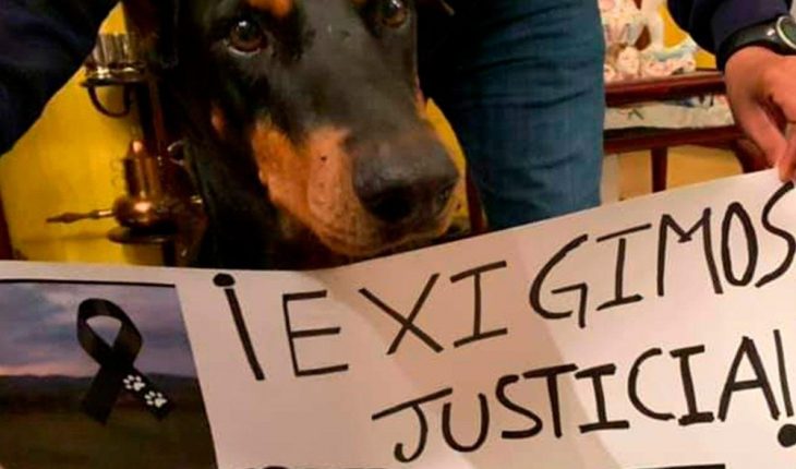 translated from Spanish: They ask for justice for Alpha, dog murdered in Guanajuato