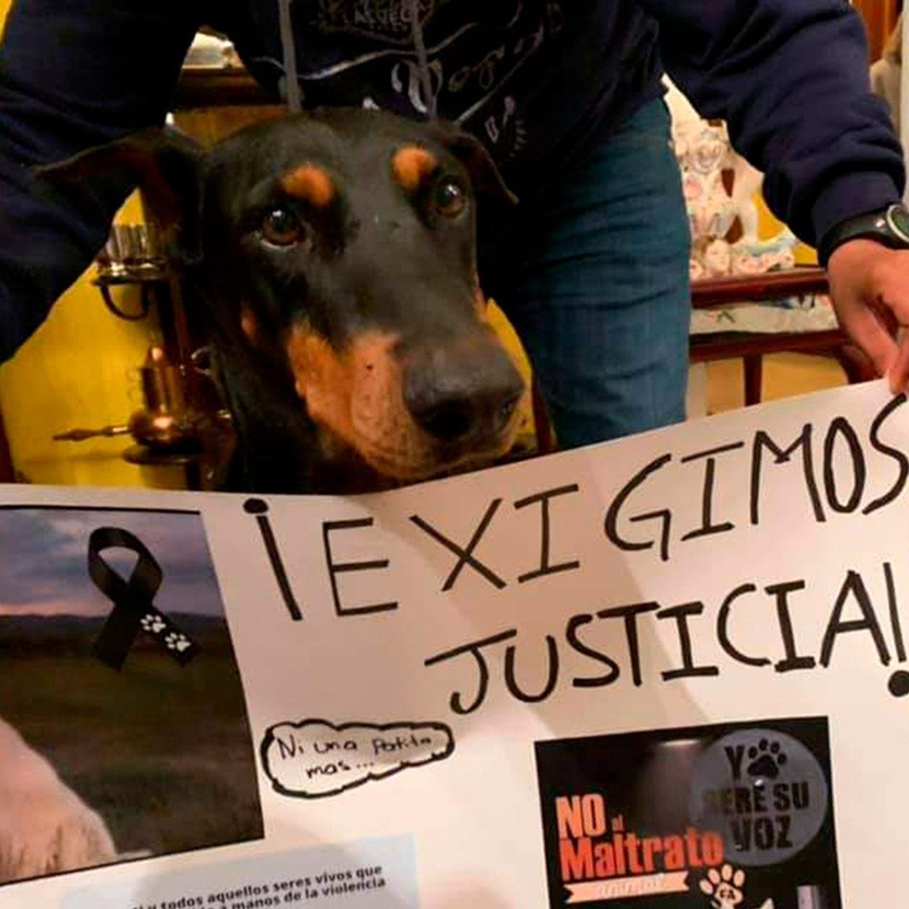 They ask for justice for Alpha, dog murdered in Guanajuato