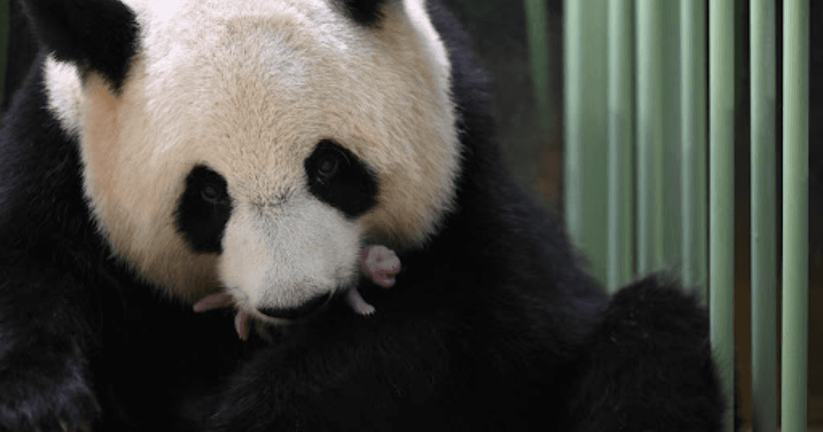 Total tenderness: Twin pandas were born in a zoo in France