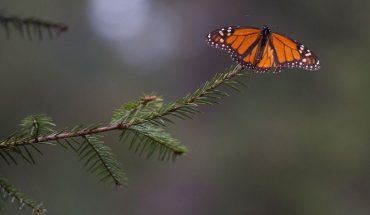 Aguacate y crimen organizado amenazan reserva de la mariposa monarca