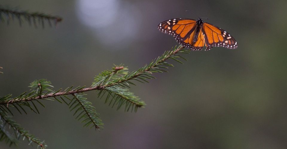 Aguacate y crimen organizado amenazan reserva de la mariposa monarca