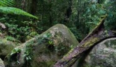 Australia devuelve el Parque Nacional de Daintree, la selva tropical más antigua del mundo, al pueblo Kuku Yalanji Oriental
