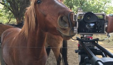 “Cinco Corazones”, un documental sobre el maltrato a caballos en Argentina