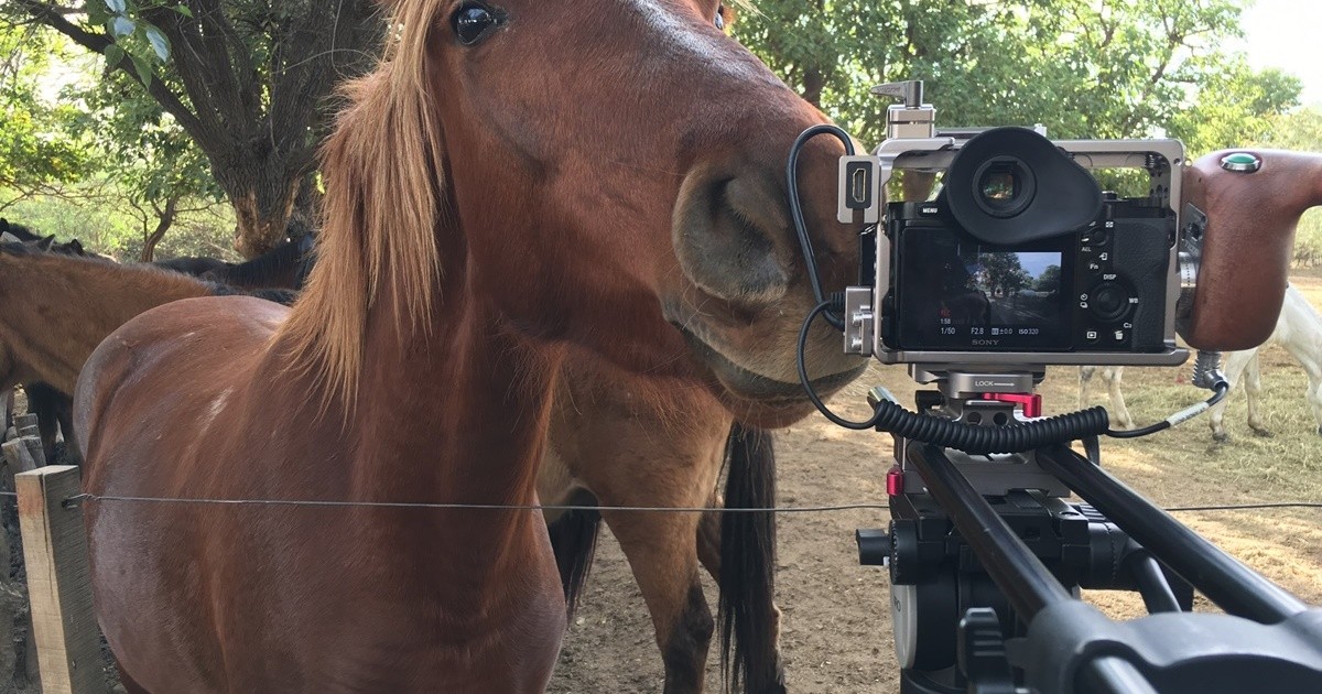 "Cinco Corazones", un documental sobre el maltrato a caballos en Argentina