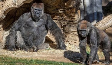 Gorilas de un zoológico en EE.UU. dan positivo por covid-19