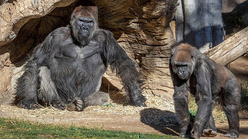Gorilas de un zoológico en EE.UU. dan positivo por covid-19