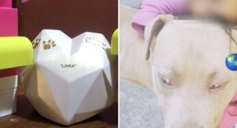 La perrita Laika, su urna de cenizas la acompañan perros de juguete en casa