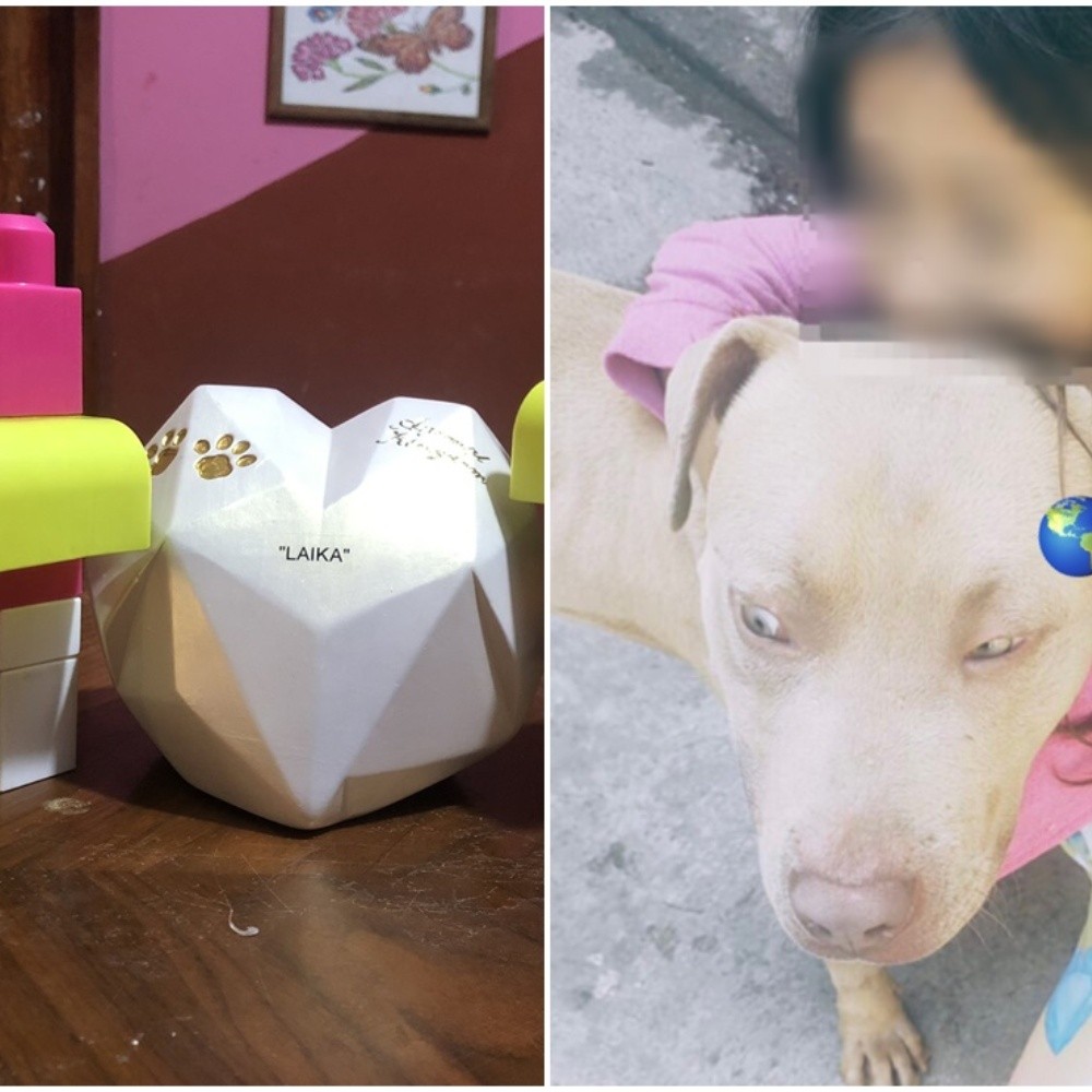 La perrita Laika, su urna de cenizas la acompañan perros de juguete en casa