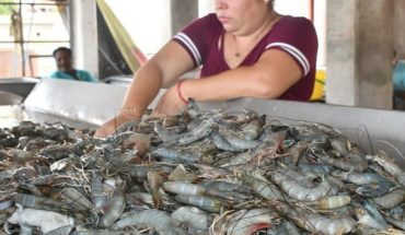 Levantan veda de camarón y registran baja pesca en Guasave