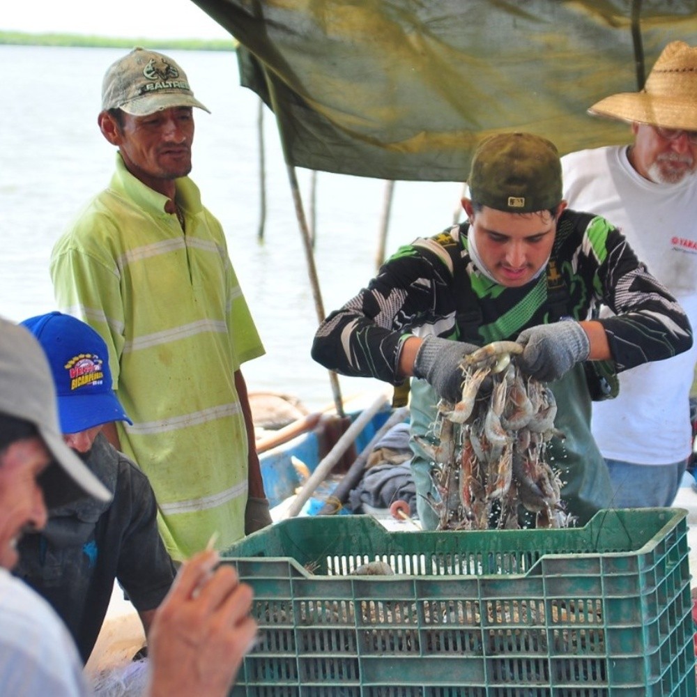 Pescadores de Ahome obtienen las primeras capturas de camarón