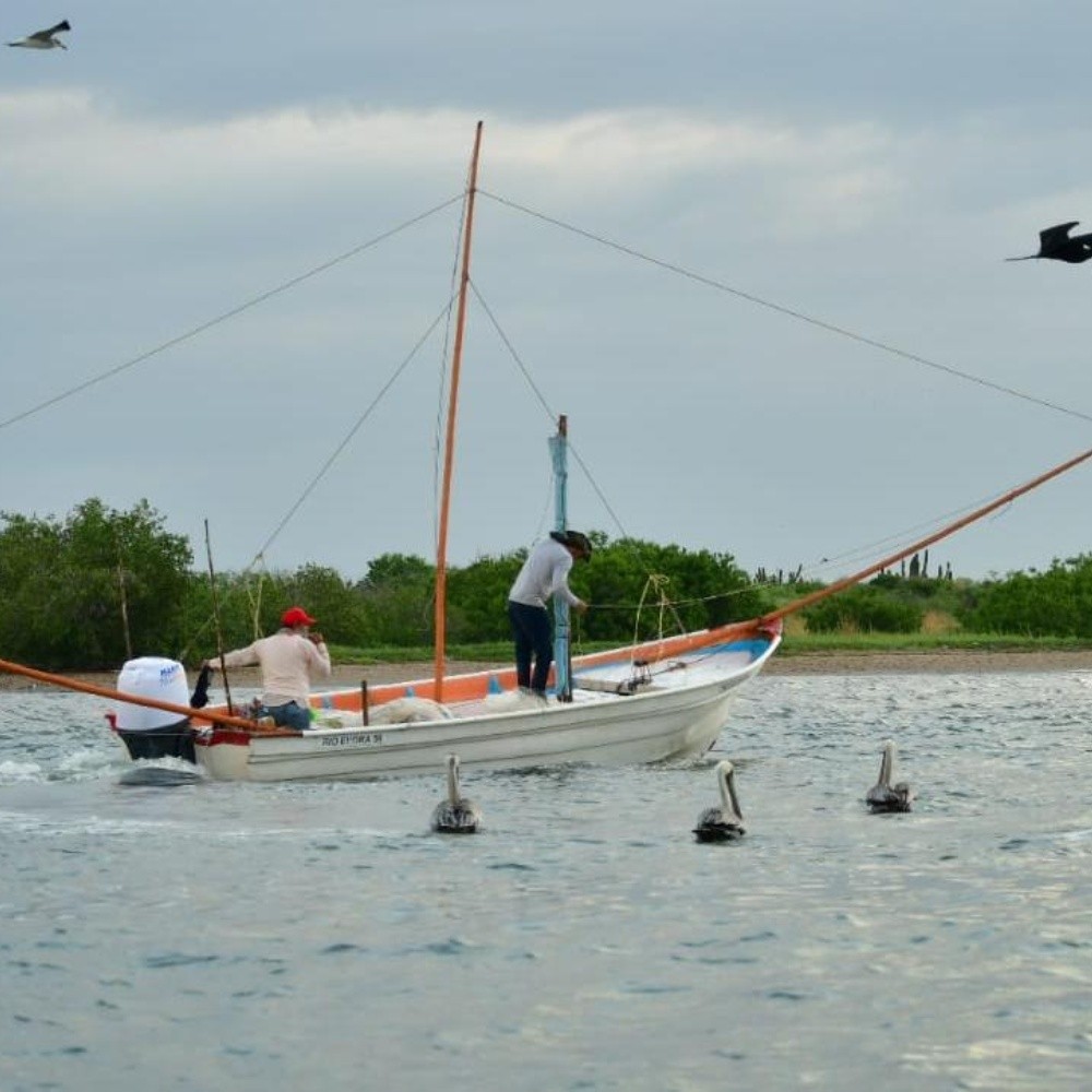 Pescadores de Angostura continúan capturando poco camarón