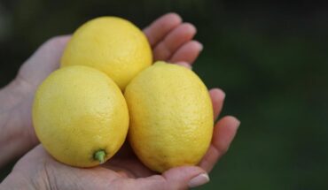 Por qué el limón es uno de los alimentos más versátiles y consumidos en el mundo