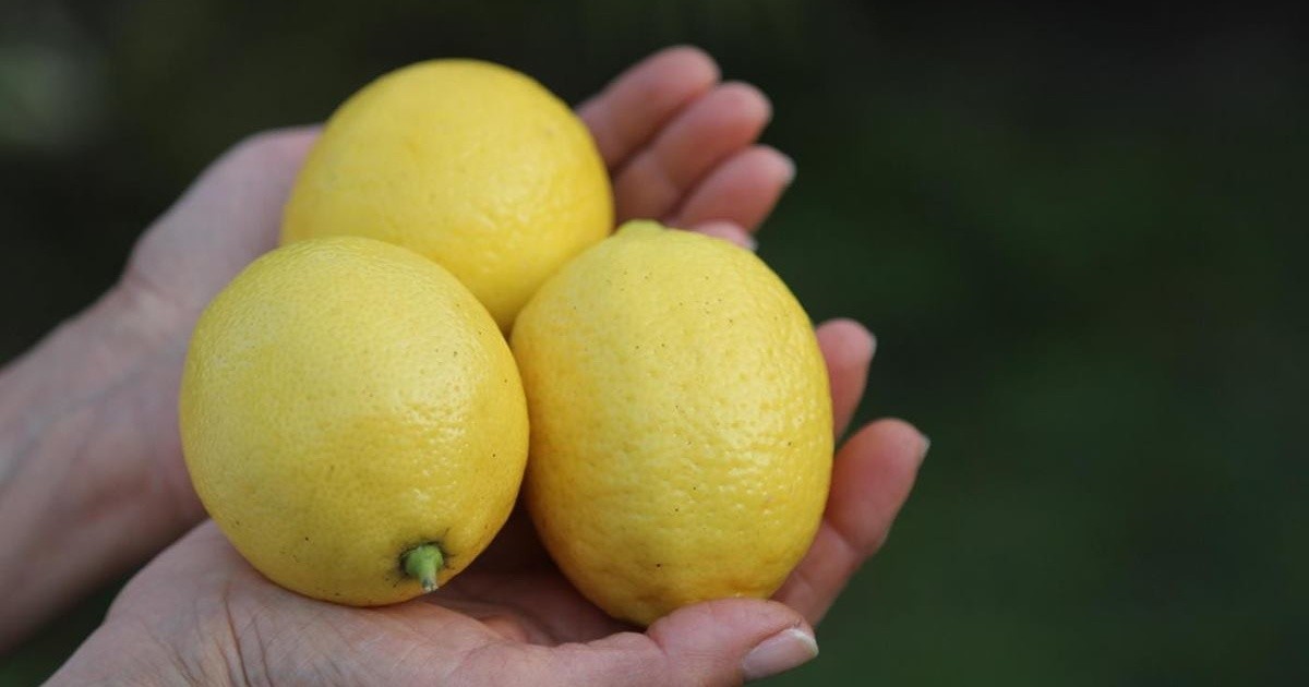 Por qué el limón es uno de los alimentos más versátiles y consumidos en el mundo