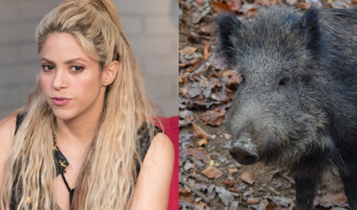 Shakira relata como fue atacada por jabalíes en Barcelona — Rock&Pop