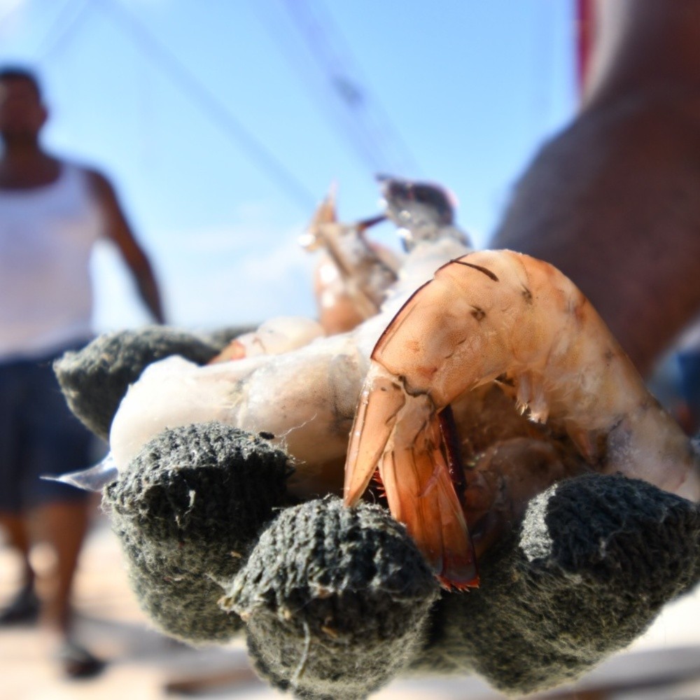 Sin ilícitos la primera jornada de pesca en Mazatlán