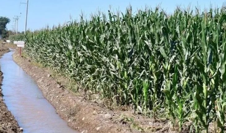 Solicita Conagua iniciar ciclo agrícola en Sinaloa con rescate de agua