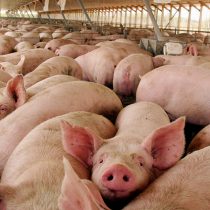 Universidad chilena obtiene patente para vacuna contra la principal patología que afecta la producción de cerdos en el mundo