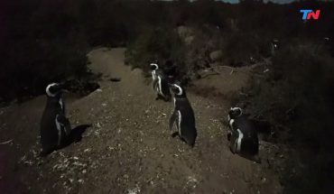 Video: Belleza natural: los pingüinos de la Patagonia argentina