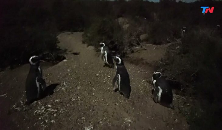 Video: Belleza natural: los pingüinos de la Patagonia argentina