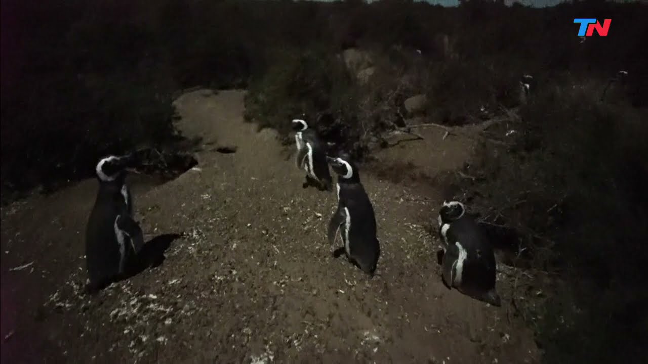 Belleza natural: los pingüinos de la Patagonia argentina