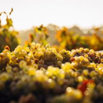 Chile is committed to highlighting the sustainability of its wines and reactivating ecotourism