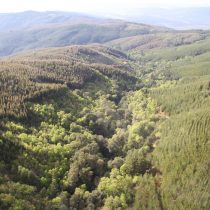 First Guide to Monitoring Forest Restoration in Chile Presented