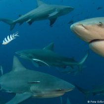 Nearly 40% of shark species are endangered