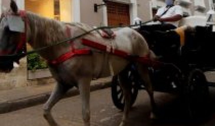 translated from Spanish: The traditional horse carriages: a trade or animal abuse?