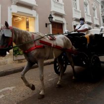 The traditional horse carriages: a trade or animal abuse?