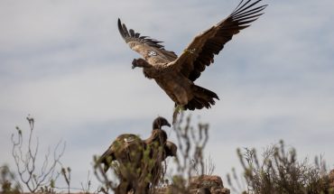 translated from Spanish: They made the largest release of condors in Argentina