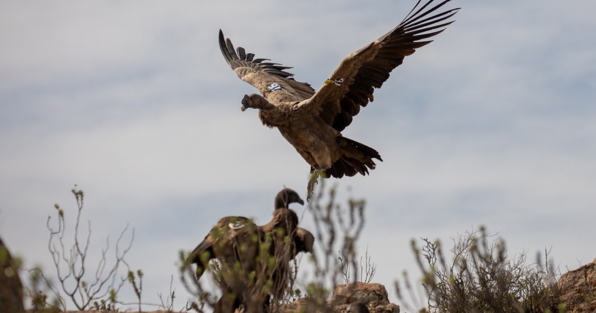 They made the largest release of condors in Argentina
