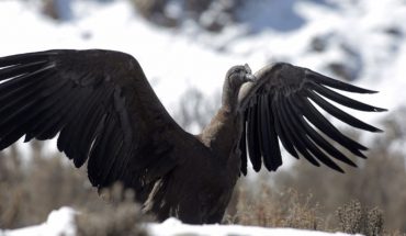 translated from Spanish: They released an Andean condor in Mendoza