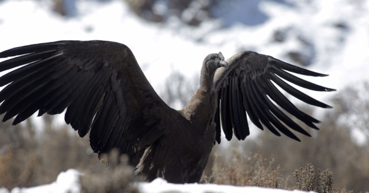 They released an Andean condor in Mendoza