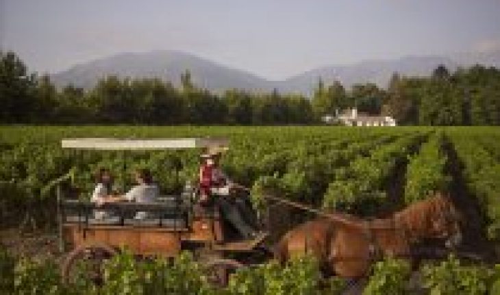 Vineyards prepare to celebrate Fiestas Patrias
