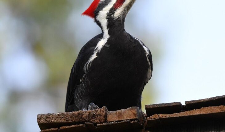 translated from Spanish: Woodpecker and 22 other species declared extinct in the USA