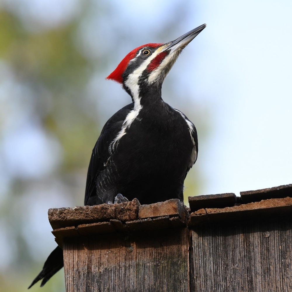 Woodpecker and 22 other species declared extinct in the USA