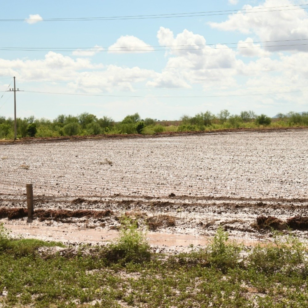 ¡3 mil 20 hectáreas! Cultivos resultaron dañados por "Pamela" en el Valle del Fuerte, Sinaloa