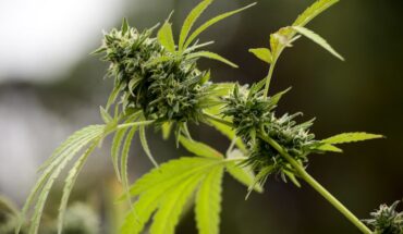 Argentina entregó los primeros lotes de cannabis medicinal producidos en el país