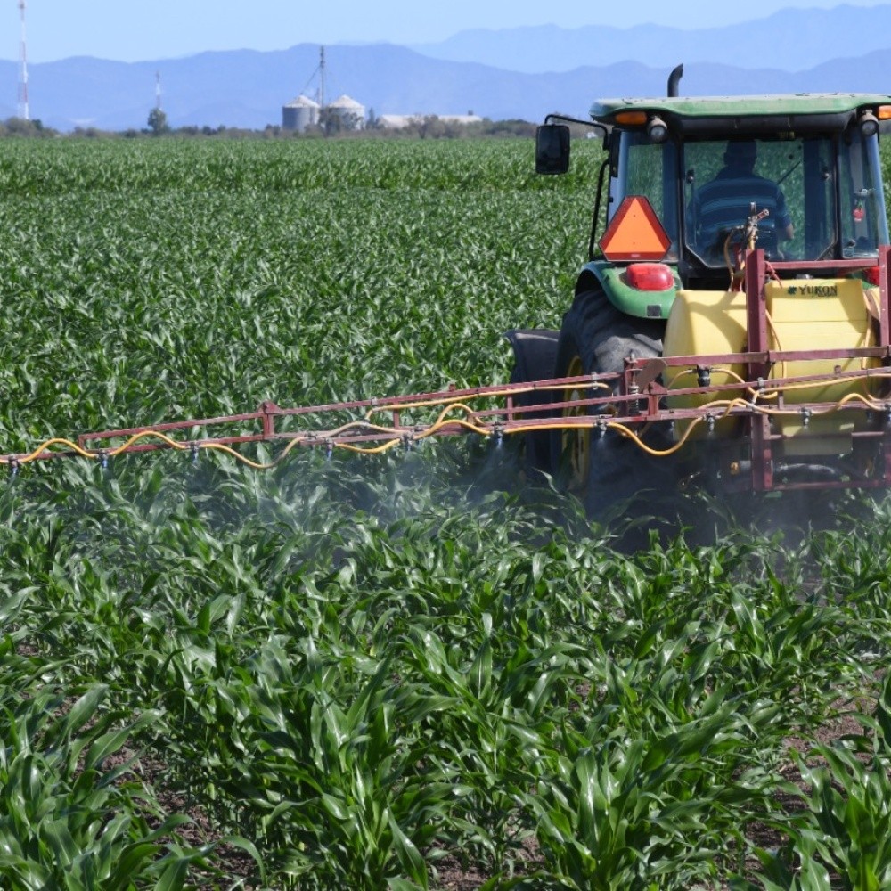Aumento en fertilizantes afectará ciclo agrícola en el Évora en Sinaloa
