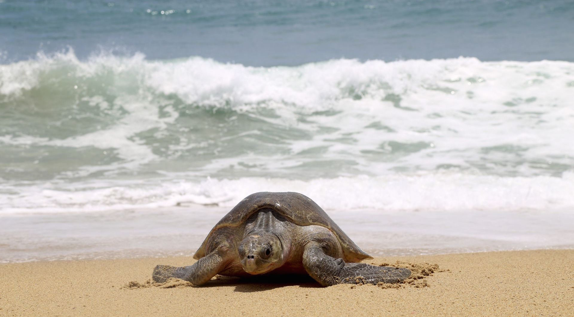 Autoridades investigan muerte de 300 tortugas marinas en Oaxaca