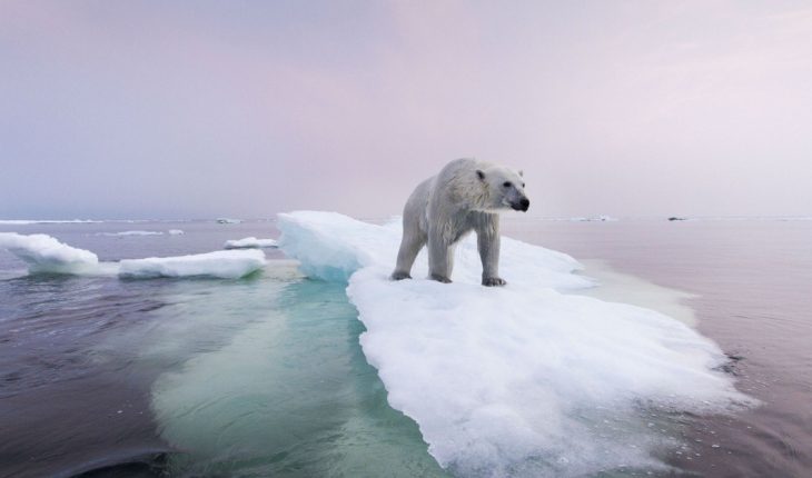 Científicos predicen el año en que van a desaparecer los osos polares